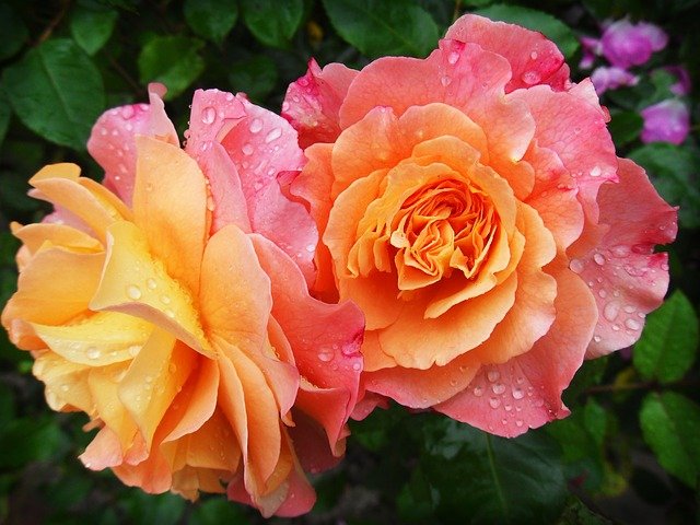 Velkokvěté růže ze zahradnictví Říčany